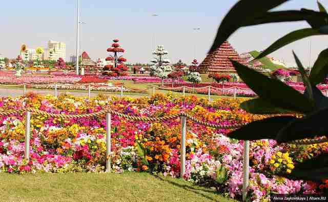 Дубайский Чудо-сад или парк цветов (Dubai Miracle Garden)